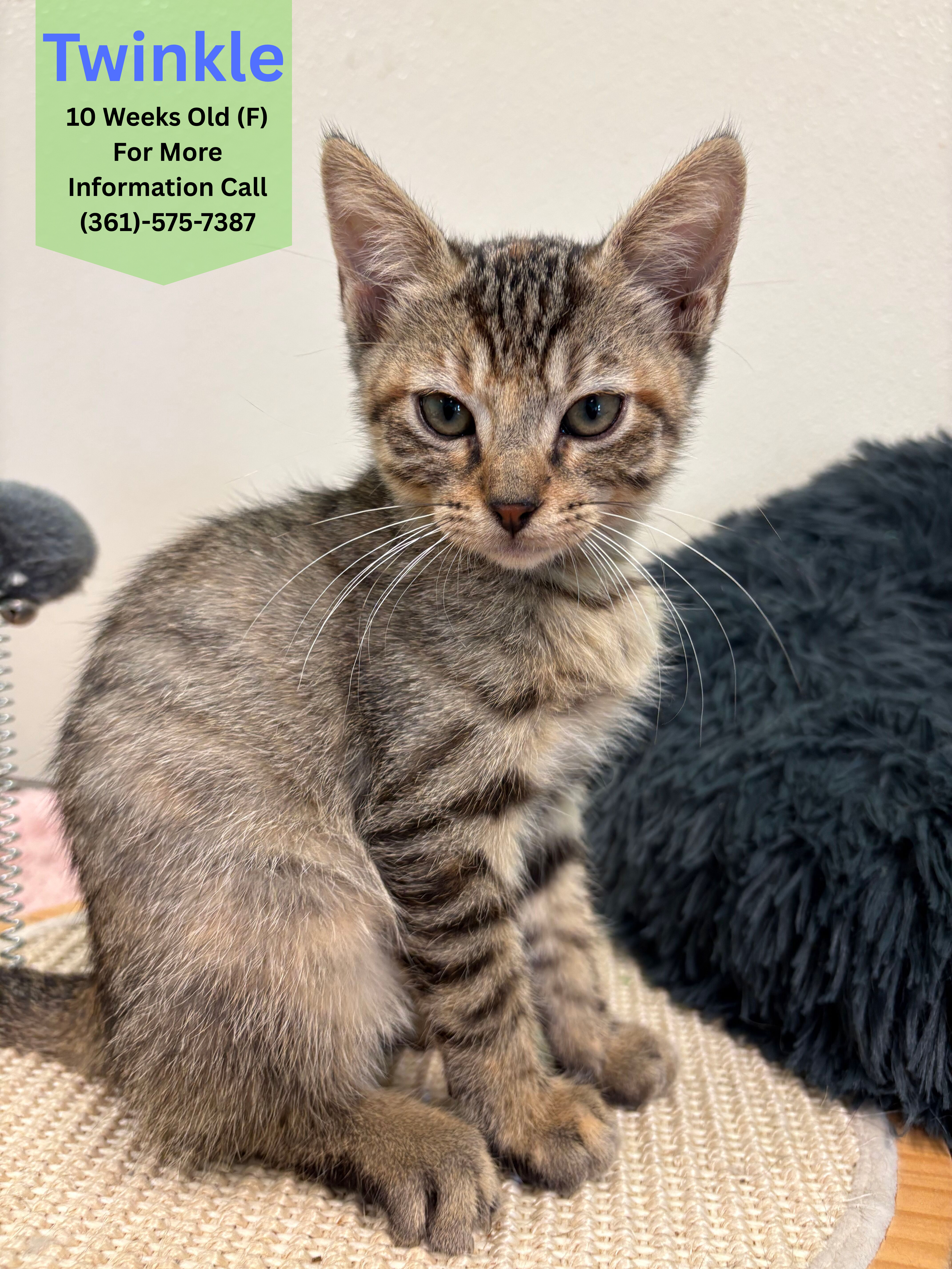 Twinkle