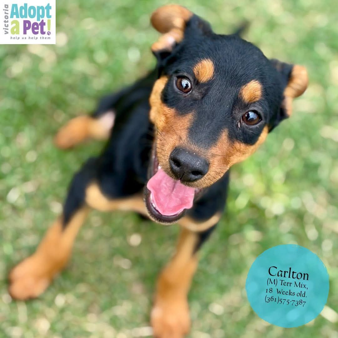 Carlton