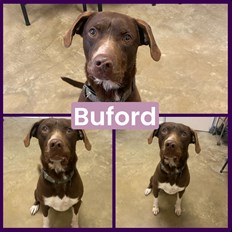 Buford