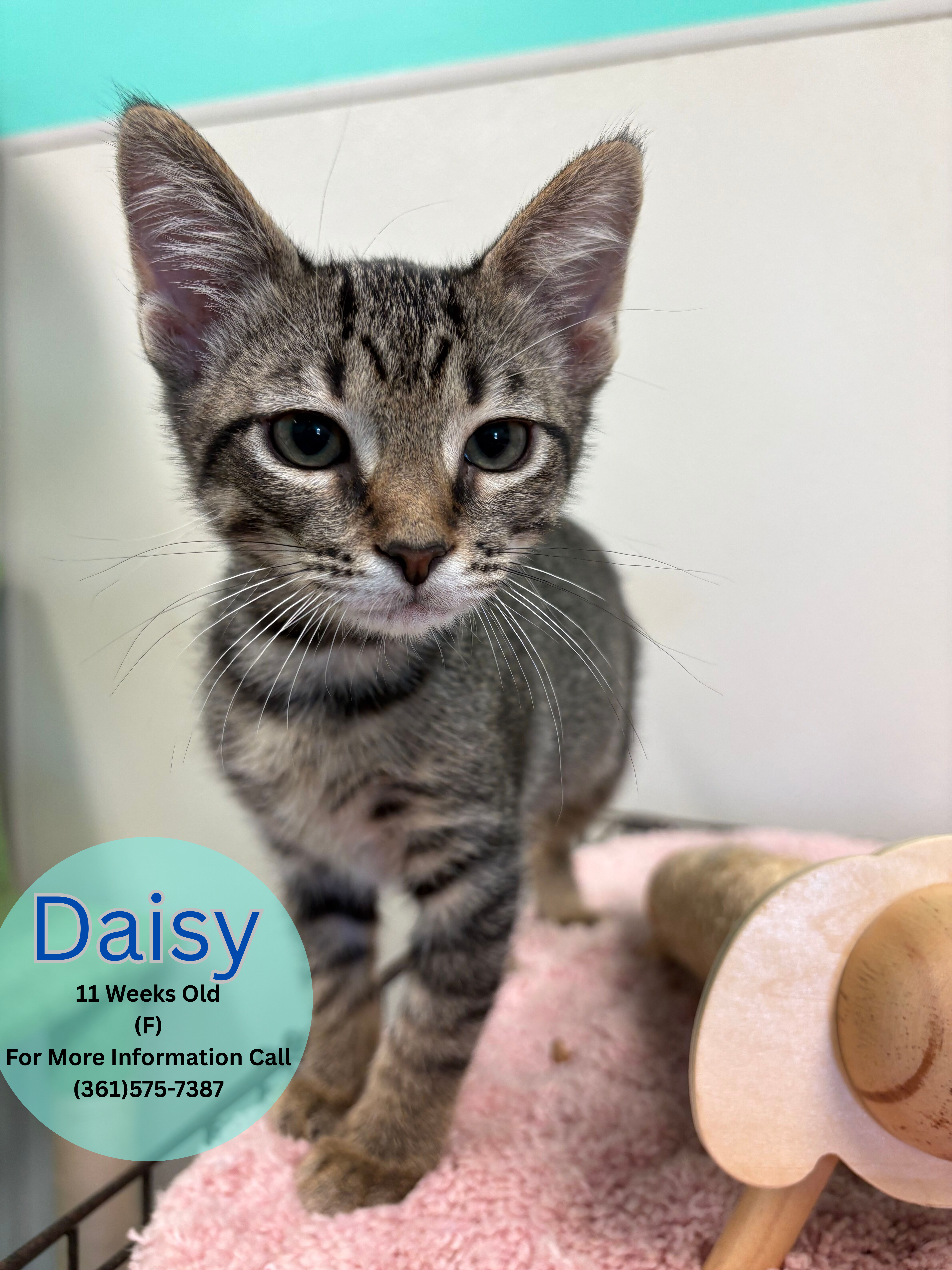 Daisy