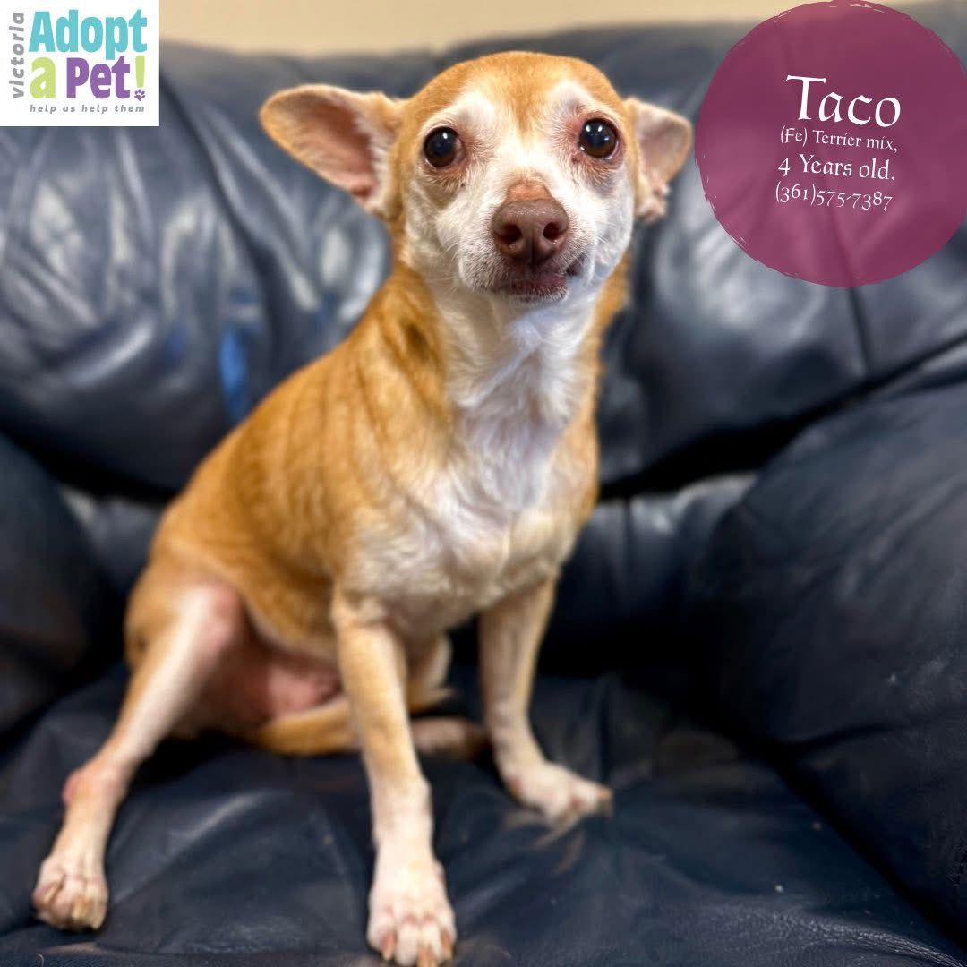 Taco