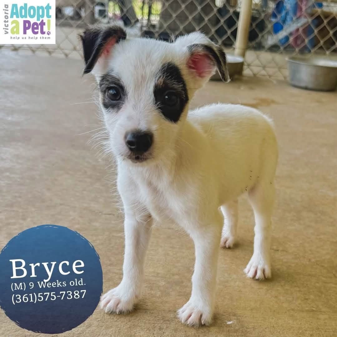 Bryce