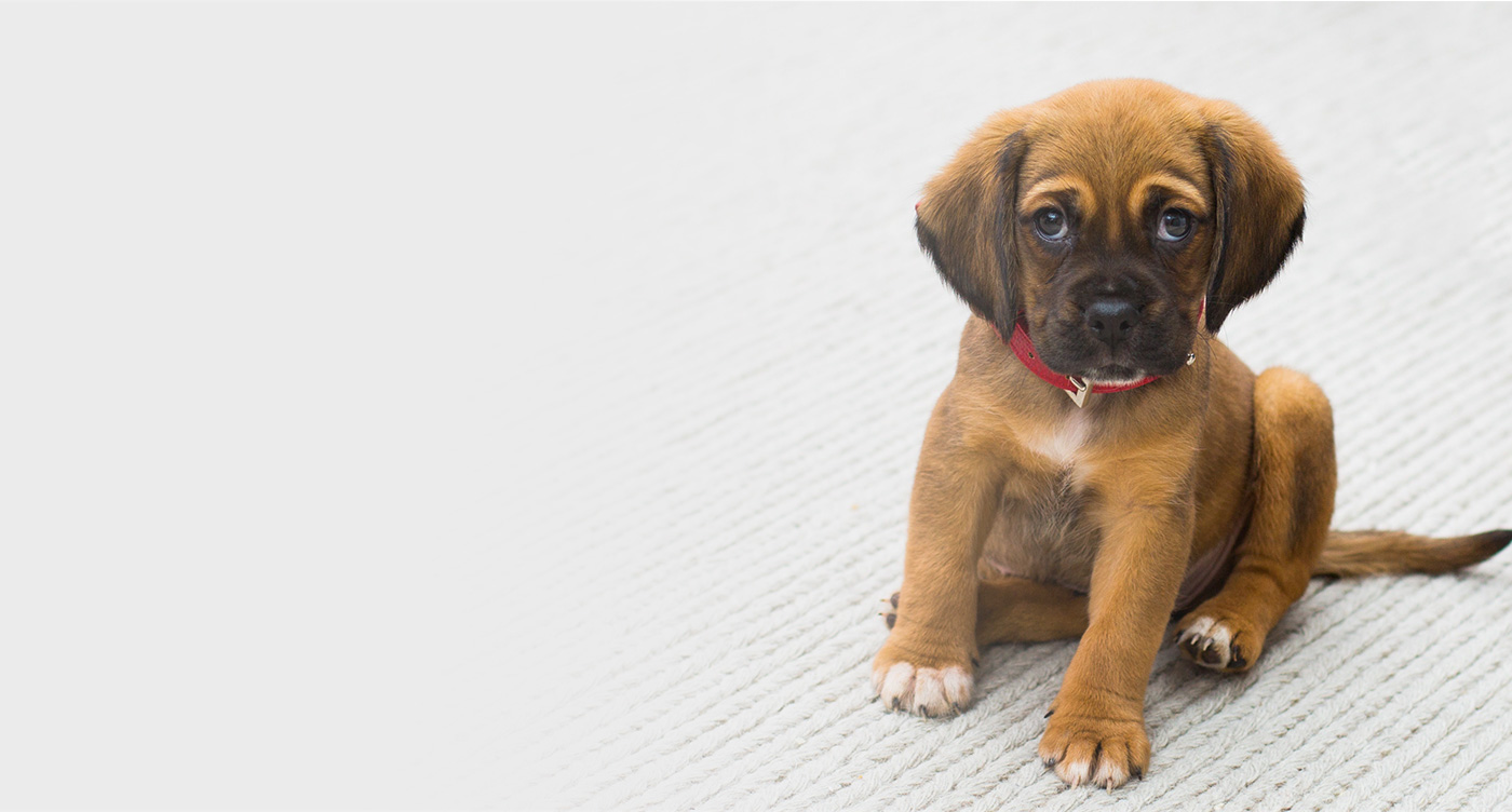 AdoptAPet Victoria, Texas